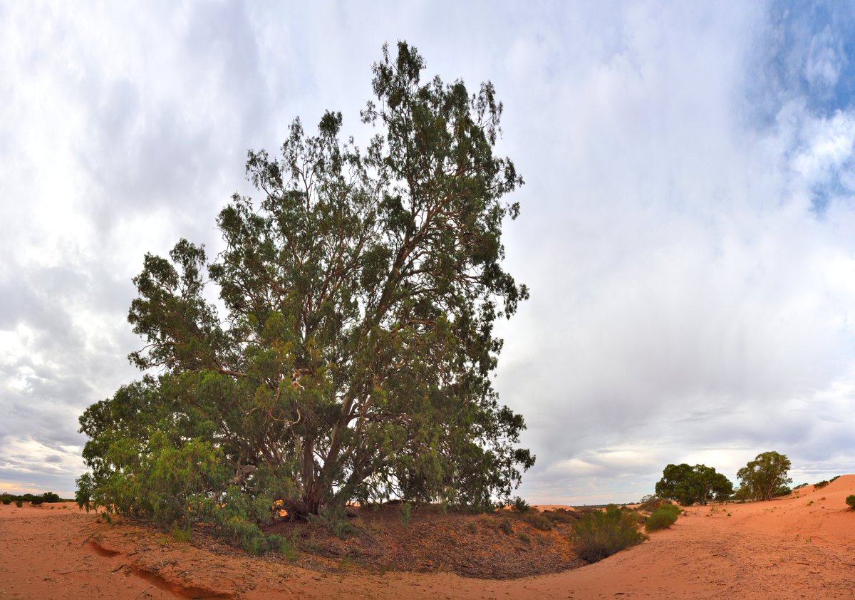 scape366's tweet photo. #scape366.com 054 - A #riverredgum (#eucalyptuscamaldulensis) known as the #godtree, found in the centre of the #perrysandhills out of #wentworth. Over the years #sand has been blown around this ancient #gumtree, raising the ground level several metres into its canopy #treescape https://t.co/Bma4RDsuIr
