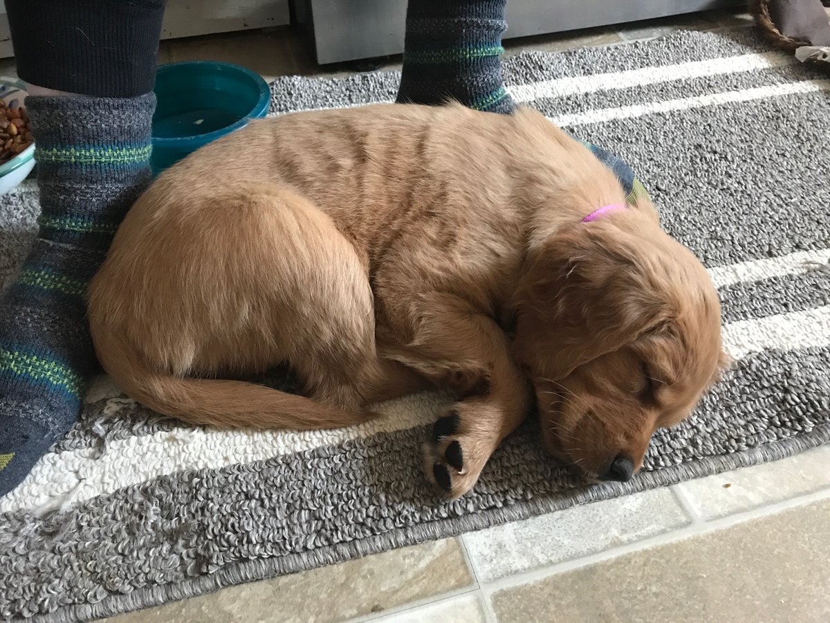 TheHappyCobber's tweet photo. Why shovel your back yard, you might ask? To create room for this beauty to go to the bathroom. Say hello to Frida, the newest member of our family. https://t.co/tX9MWdAbHw