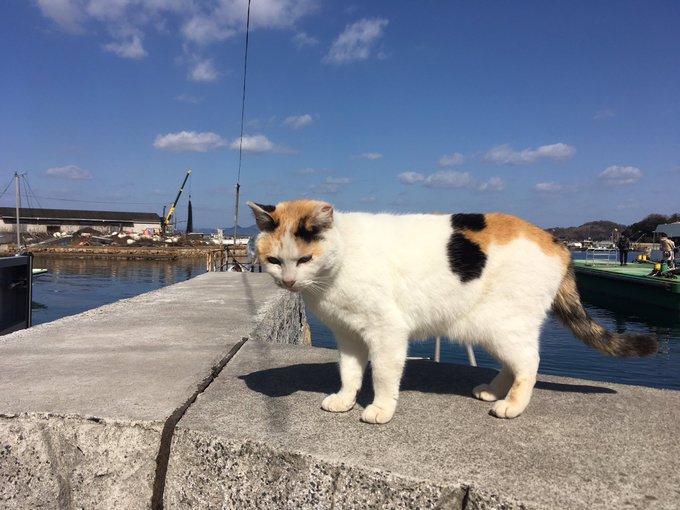 岡山県の真鍋島 猫島 はネコだらけの素敵な島だった 子育て恐竜パパサウルスのブログ