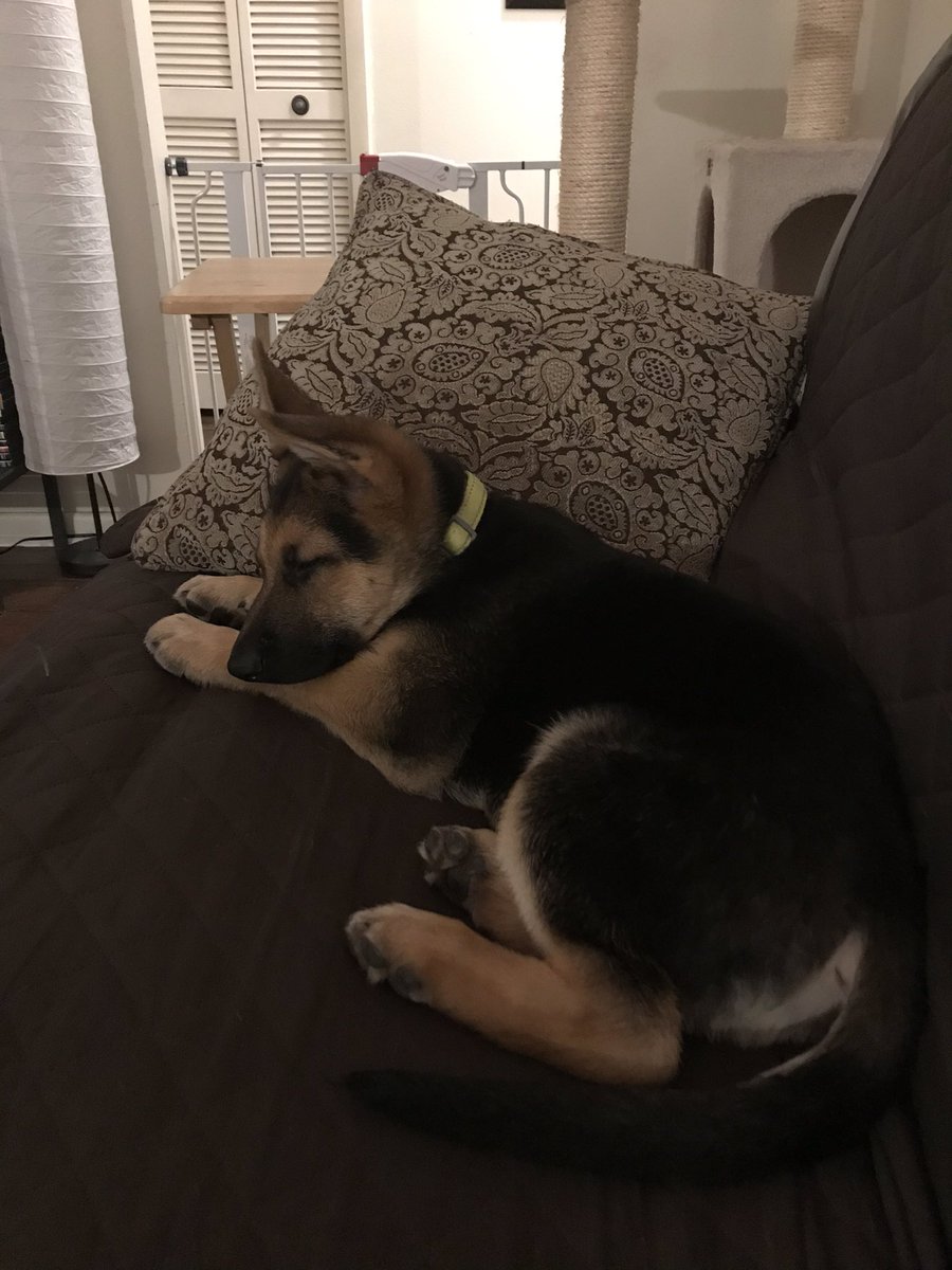 youngwidowmommy's tweet image. I’m in love. #FirstDayHome #GSP #HeStoleMyHeart