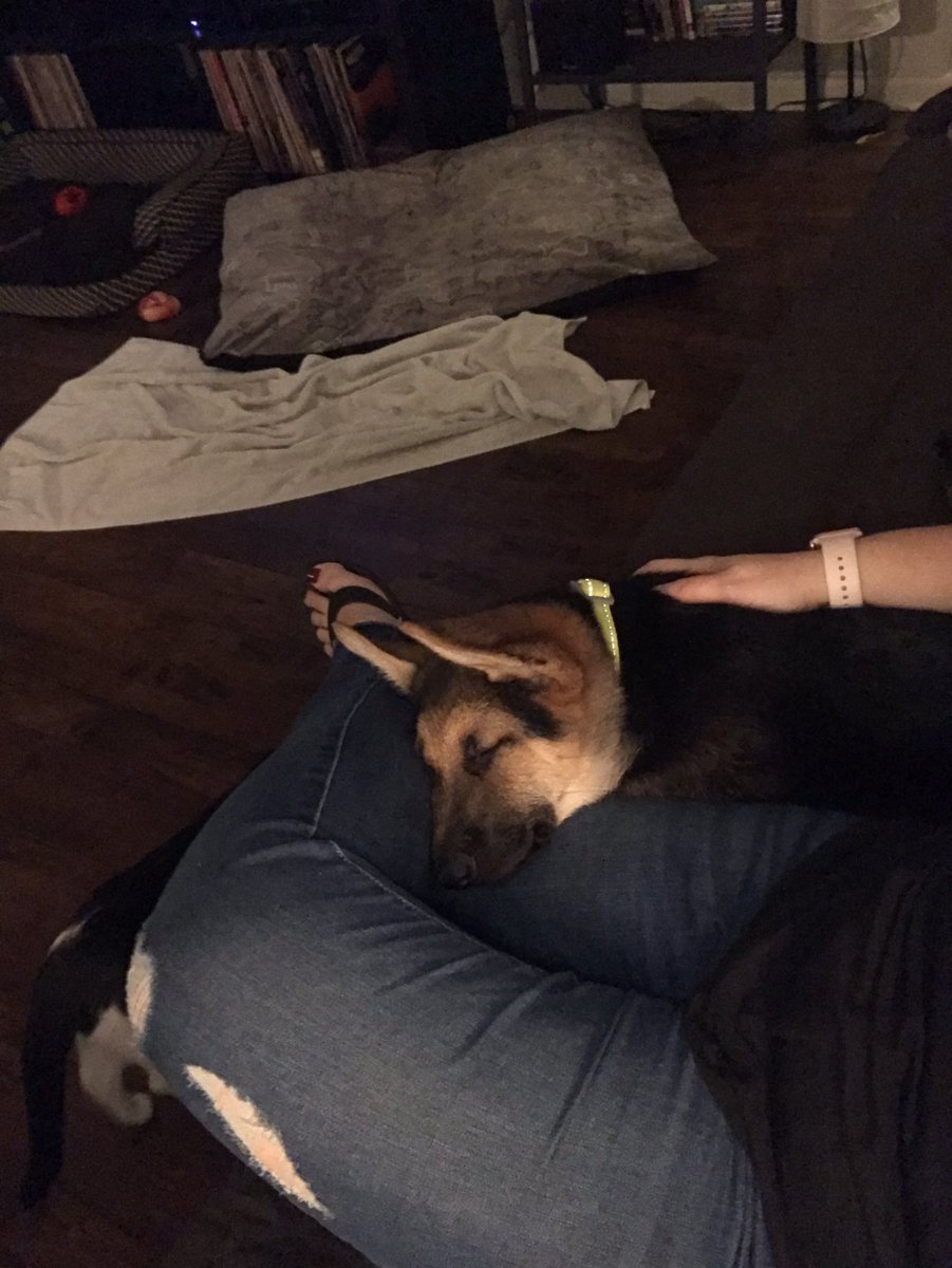 youngwidowmommy's tweet image. I’m in love. #FirstDayHome #GSP #HeStoleMyHeart