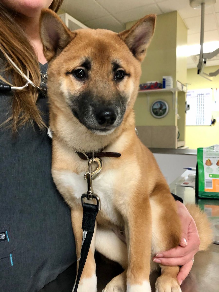NHAH_AR's tweet photo. Hello there, General Kenobi 😋 

#northhillsanimalhospitalar #sherwoodar #dogsofinstagram #instapuppy #dogoftheday #pethealth #doglover #doglife #pet #adorable #veterinaryclinic #dogsofsherwood #dogsofnlr #vetsofAR #barkansas #dogsofarkansas #arkansasdogs #dogtor https://t.co/oPB9LzQjOX