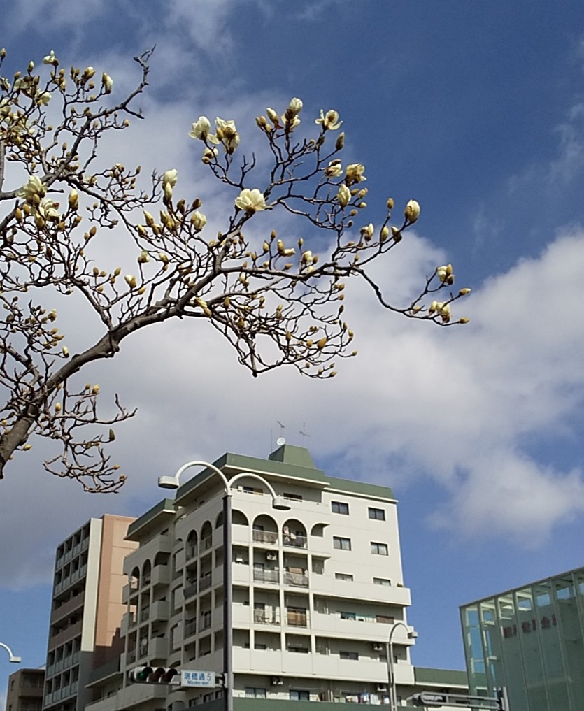 Magnolialiliiflora Twitter Search Twitter