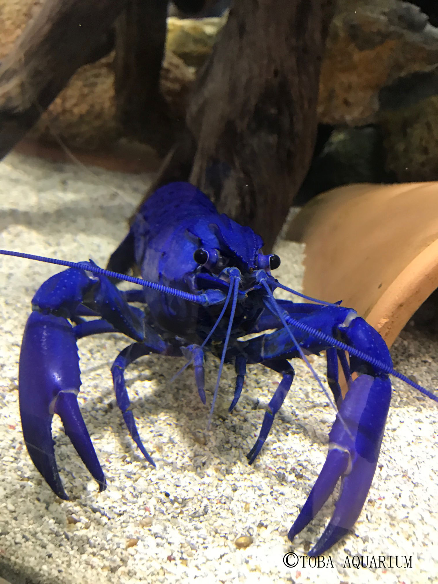 鳥羽水族館 Toba Aquarium 鳥羽は素晴らしい天気です 空も海もマロン もブルー Tobaaquarium 鳥羽水族館 Visitmie 青いザリガニ T Co Ms6dnz7wzi Twitter