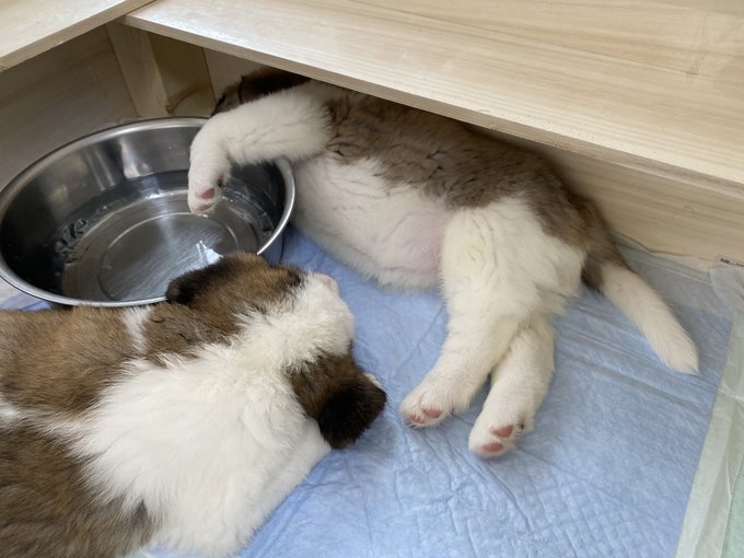 動物,犬,猫,しつけ,飼い方,育て方,病気,健康