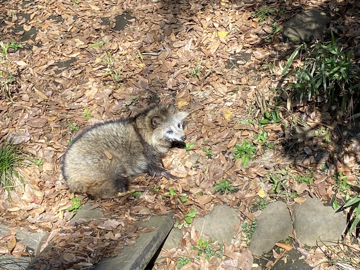 Uzivatel 桜井あや Na Twitteru 井の頭動物公園ではなく 初めて井の頭公園で野生のタヌキを見た でも病気で夜行性のはずなのに 日中草むらや落ち葉の餌を探していた 温かくなってきたし 元気になるといいな 写真は動物公園のタヌキです