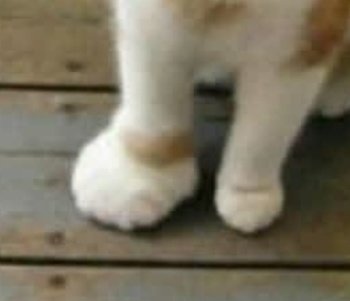 Main lebah lagi. Kan dah mendapat 😂