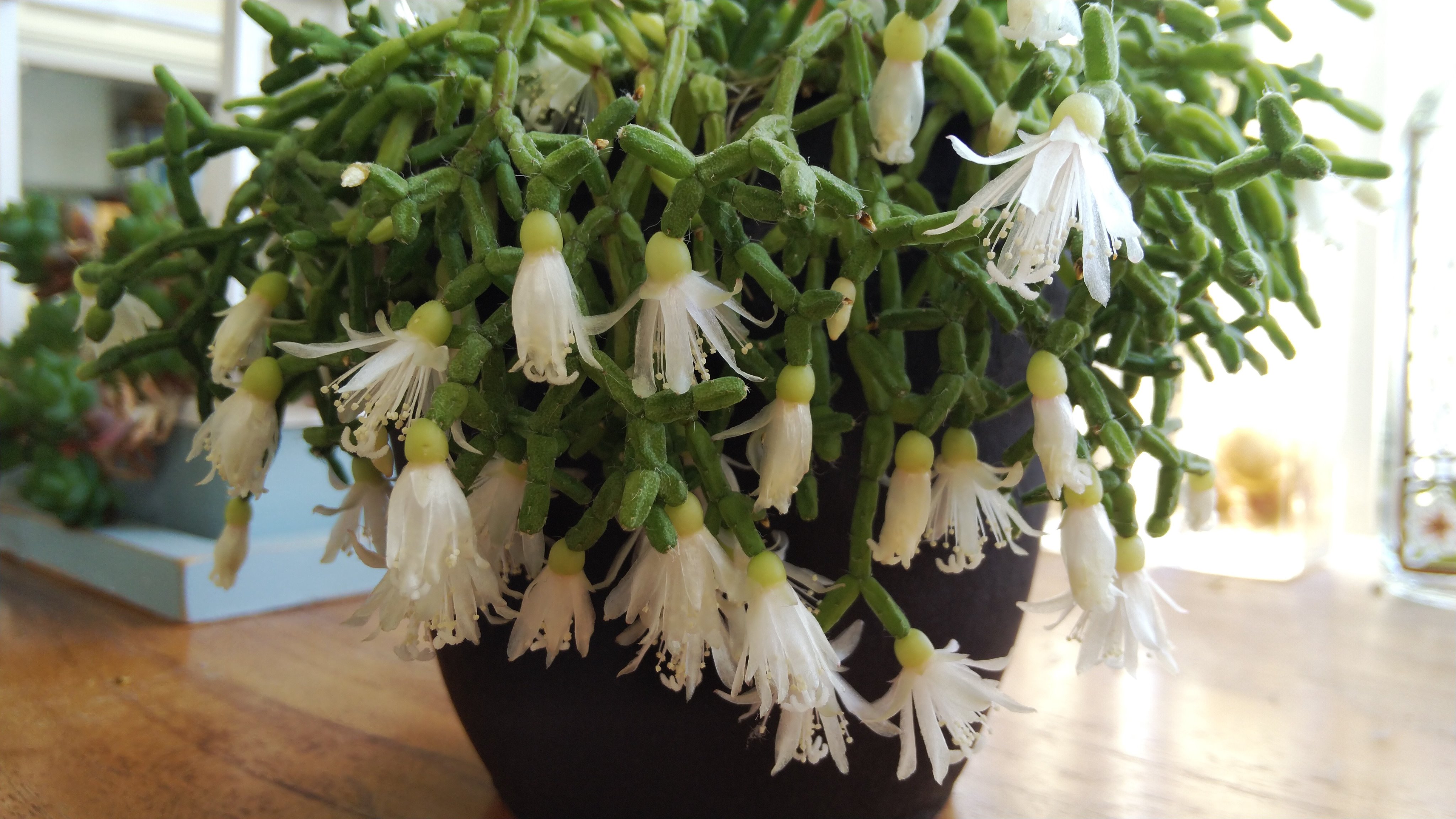 Lagouttelette リプサリスの花 リプサリスの花 が満開になりました リプサリス は 多肉植物 の仲間で ハオルチア と 寄せ植え によく使います リプサリスの仲間は多くは棒状の葉っぱで 地味 な姿ですが花はとても 可憐 で 繊細 です 青柳