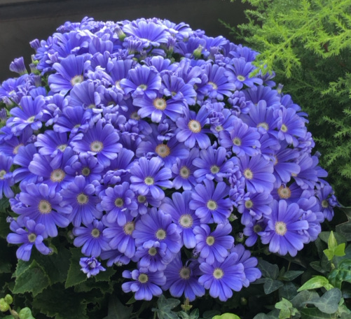 Takaaki Yayoi Photoanalyze 花 開花植物 青 植物 紫 花びら グラウンドカバー ビオラ アスター プリムラ バイオレットファミリー ゼラニウム 草本植物 一年生植物 ワイルドフラワー ニューヨークアスター ベルフラワーファミリー