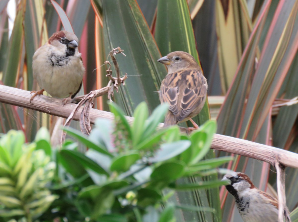 jcurtisart's tweet photo. Sparrows of Friday - looks like the one on the bottom right is leaning in to get into the photo https://t.co/XJ8BNFxzei
