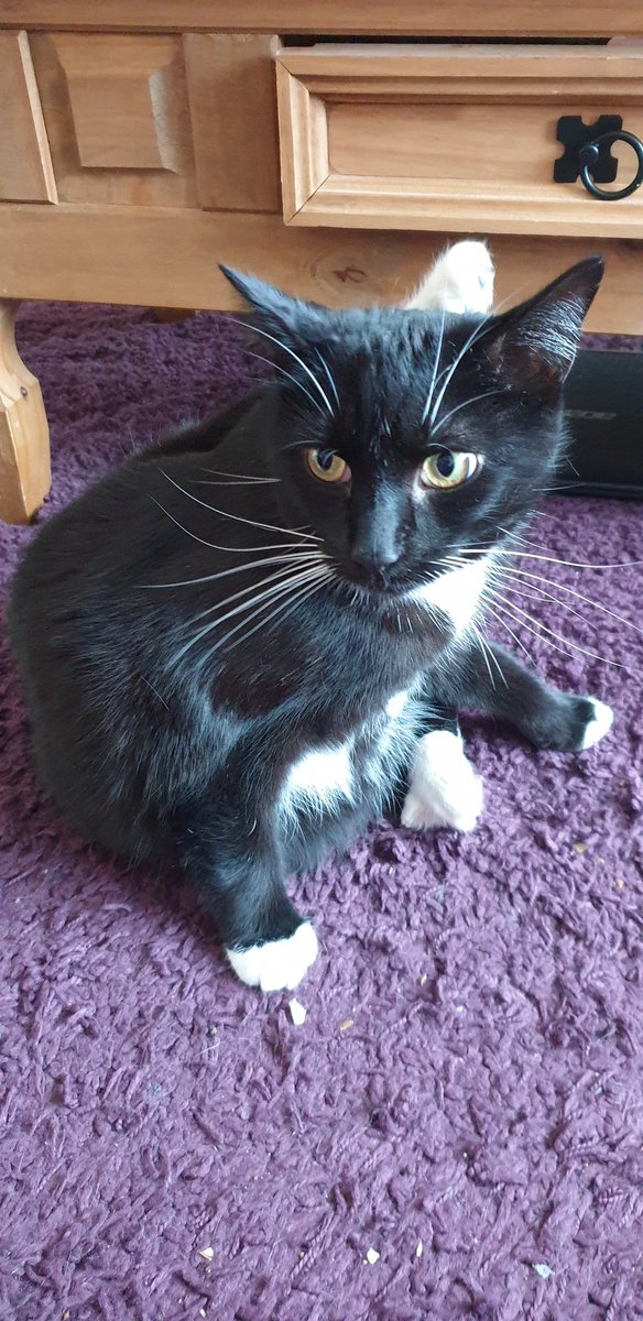 MaxingtonCat's tweet photo. Getting 5 minutes peace in this house seems impossible..cant even have a bath alone #sunday #relax #bath #interrupted #itshappening #bath #metime #CatsOfTwitter #trending https://t.co/FXcfXMZqGO