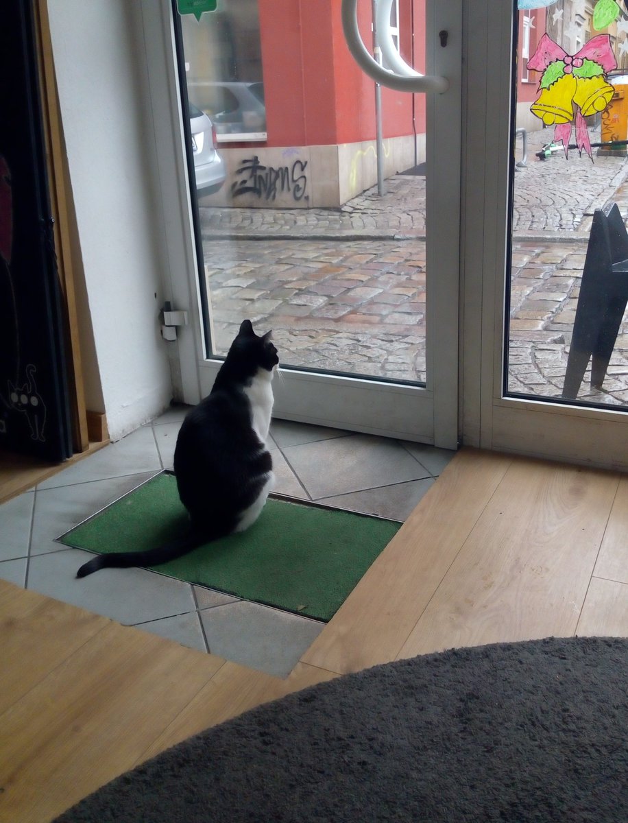 jesna3's tweet photo. It's raining. You silly hoomins get wet, I'll just stay in #CatCaffe #CoffeeWithCats https://t.co/bdnVP9MXa3