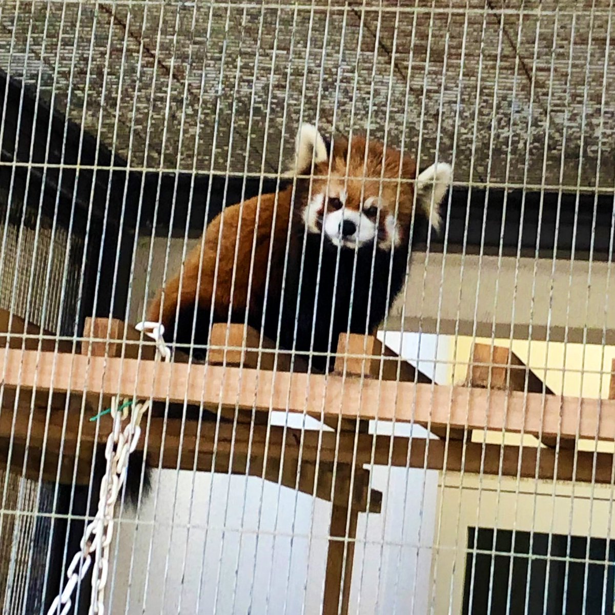 レッサーパンダ(ヒデちゃんのようにめちゃくちゃ可愛い)やらフラミンゴやらに会ってめちゃくちゃ楽しい三連休 