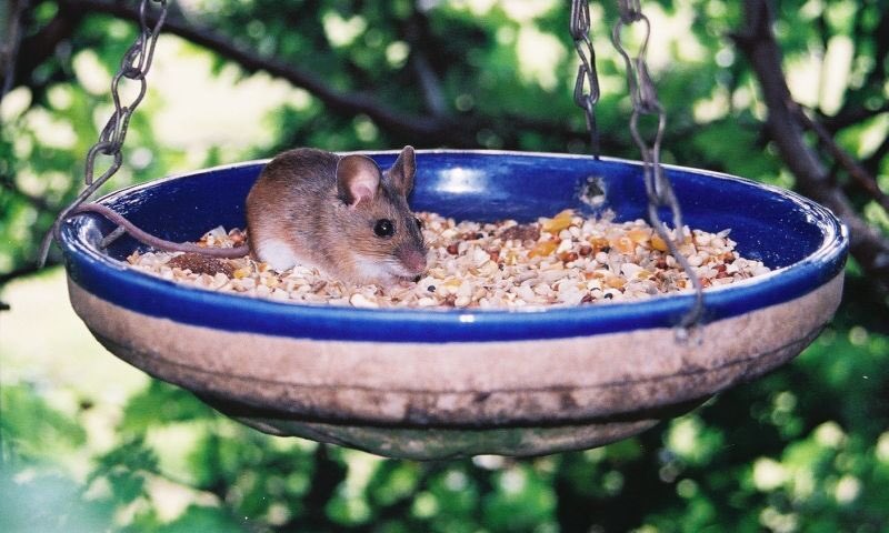 CatsBagley's tweet photo. @RSPCA_official Here’s a similar image on #NationalWildlifeDay except that the furry is smaller and the bowl bigger! #woodmouse https://t.co/kiZirB4Igh
