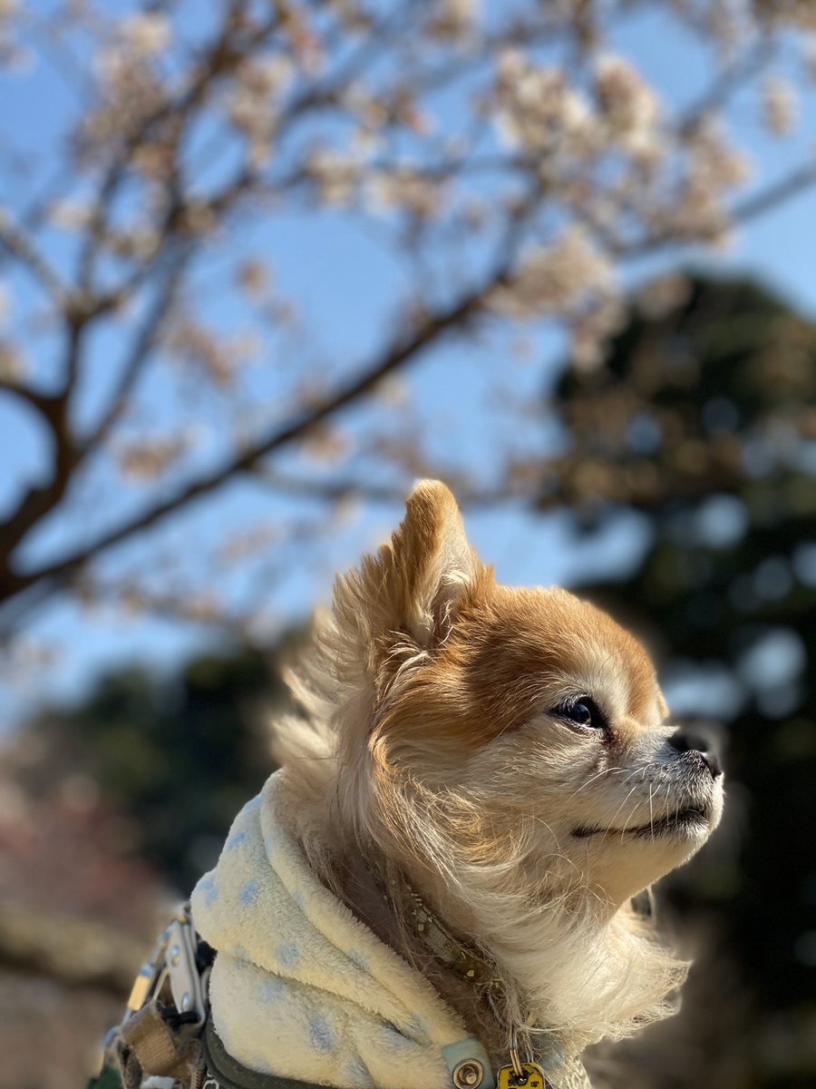 topomamatukune's tweet photo. つっ君カッコ良い😍
#つくね
#Thukune
#チワワ
#Chihuahua
#元保護犬
#何犬ですかって聞かれる
#iPhone11promax
#愛犬と桜 https://t.co/nLNfUoiiBh