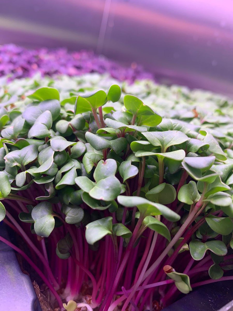 Is there anything more beautiful than China Rose Radish Cress? Ready to harvest now and perfect with poached eggs for brunch!