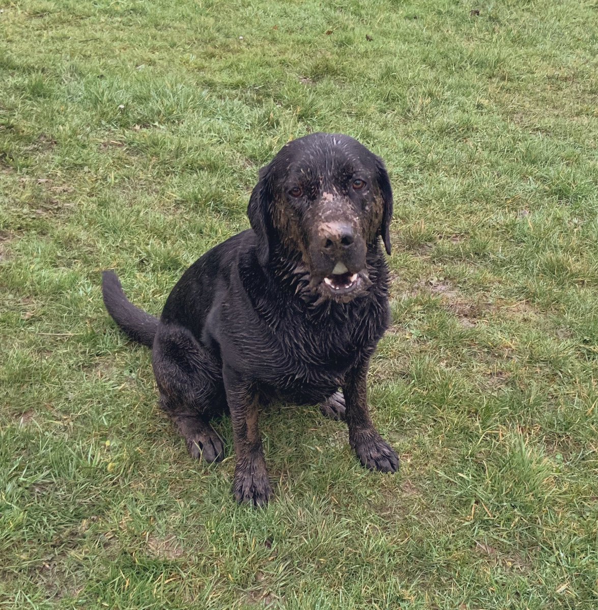 HeadGeog's tweet photo. At least the hound was happy this morning, with the mud and rain. #happyasapigin https://t.co/YIp3apxfzQ