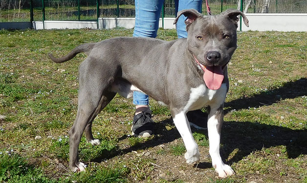 SPA_Montlucon's tweet photo. A l'#adoption : un nouveau #chien :
- Lucky : ♂️ gris et blanc croisé #dogueAllemand

Puissant chien agréable, vif, très joueur

✅ Identifié
✅ Vacciné
✅ Castré https://t.co/eFdMa308eF