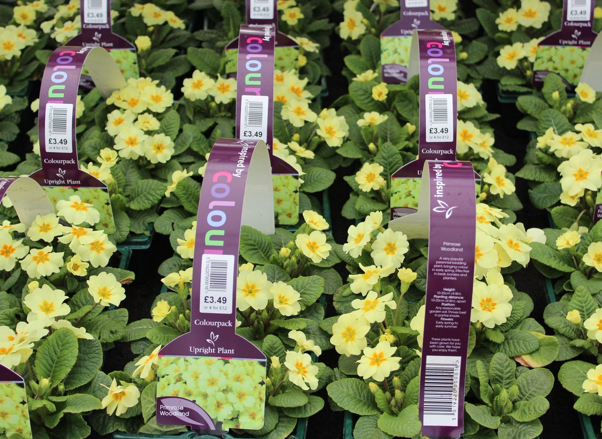 PolhillGC's tweet image. #PolhillTopTips Purchase spring flowering bedding plants such as these stunning primroses 
#polhill #springbedding #springgarden #primroses