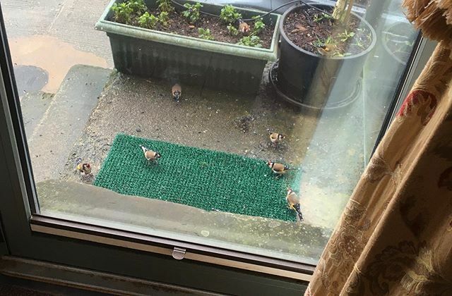 SuePrinceArtist's tweet photo. My front door step! #goldfinches They have spent has two days chucking seeds on the floor and now they are squabbling and cleaning up! 🤗🤣 we have about 40 or 50 living here at @beechenhill_farm .
.
.
#goldfinchesofinstagram #peakdistrictnationalpark … https://t.co/ws13xKZF2f https://t.co/0lXmY0Qvdb