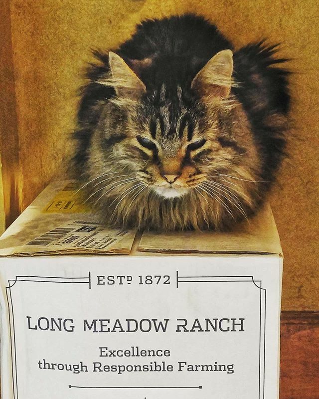 WinesByJennifer's tweet photo. Another #Caturday night and I ain't got nobody... #PinotKitty🍷😻 #winecatstevens #catstagram #catsofinstagram https://t.co/JquPstAtGK https://t.co/gKysbGUwp0