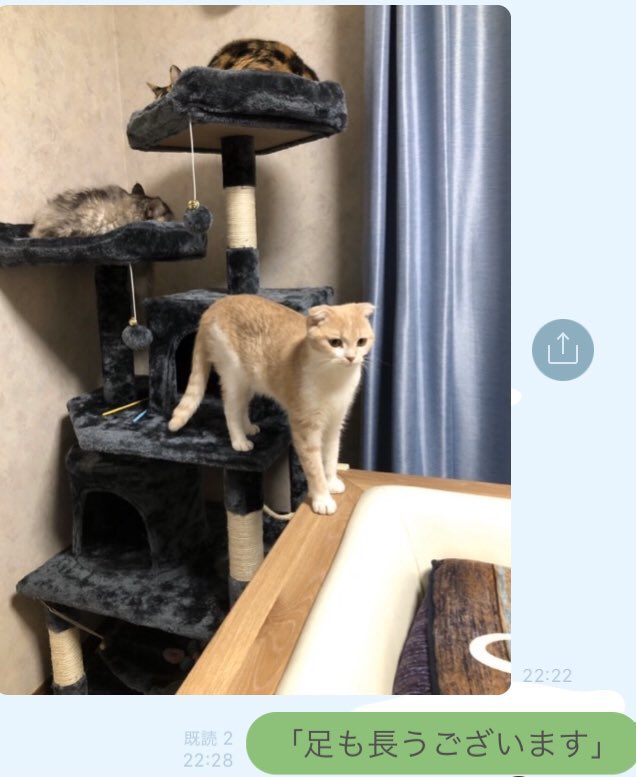 #猫の日 過ぎちゃったけど
わたしは実家の新入りねこを馬鹿にしている(愛) 