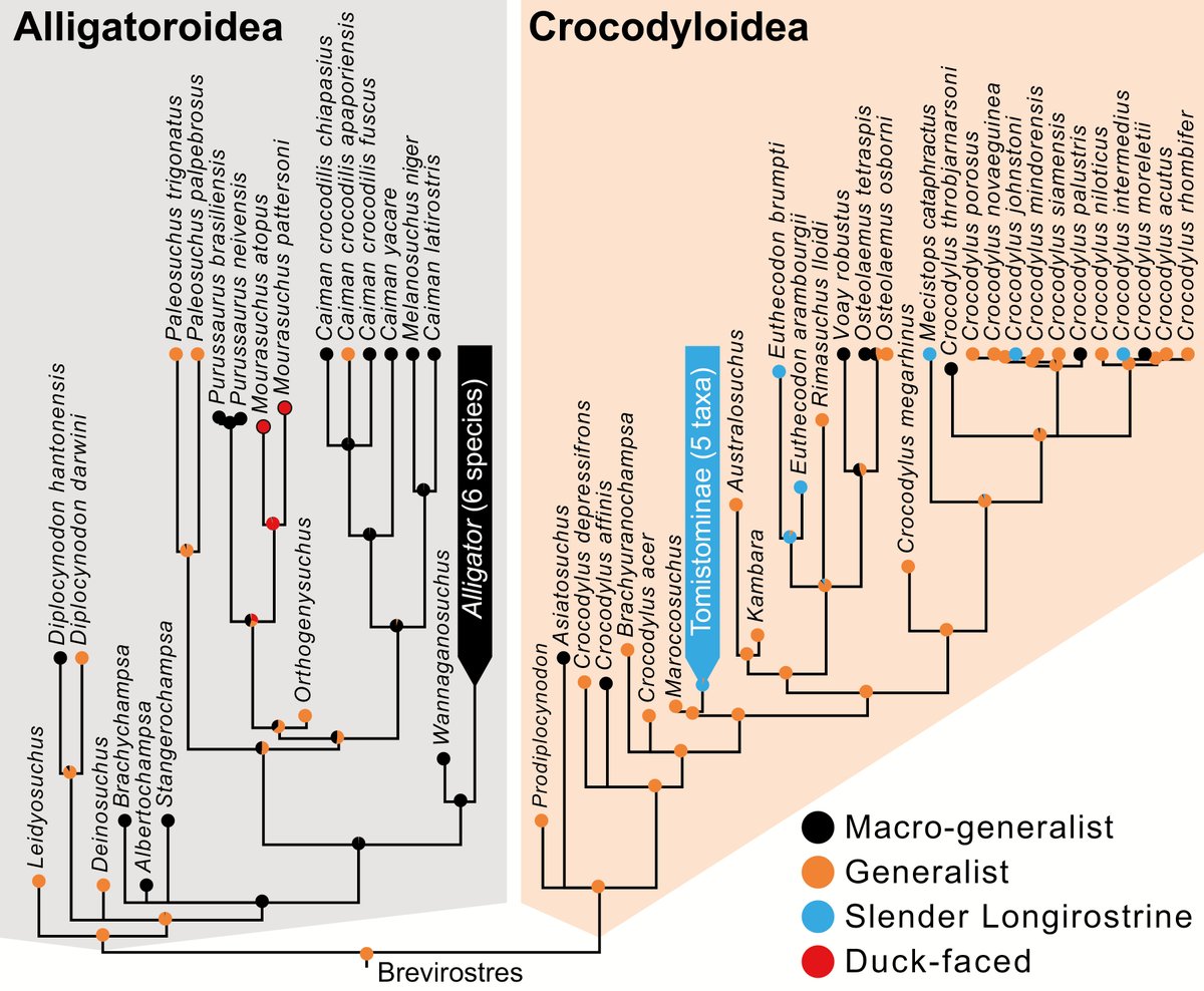 A synthetic approach combining #GeometricMorphometrics, #ecological surveys, #phylogenetics & more reveals a complex pattern of cranial shape #evolution & previously underestimated diversity in snout shape & diet within  #Crocodyliformes.
In our Feb issue: bit.ly/2T8vZzv