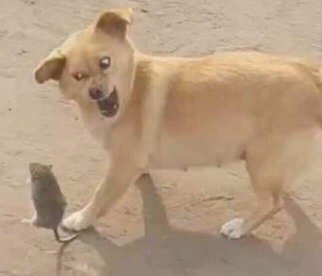 아오 미췬새끼들땜에 속뒤집어진다