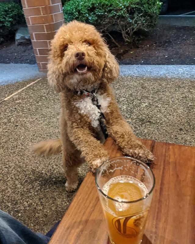 brewalbum's tweet photo. Beer with Mario tonight. Love these walks :) #goldendoodle
#dogsofinstagram
#brewalbum #craftbeer #beer #beertography #beerporn #ale #craftbeernotcrapbeer #craft #craftobsession #lovebeer #picoftheday #beerstagram #drinklocal #drinklocalbeer #localcraf… https://t.co/mEb8w8cVPT https://t.co/2qPVRof0qg