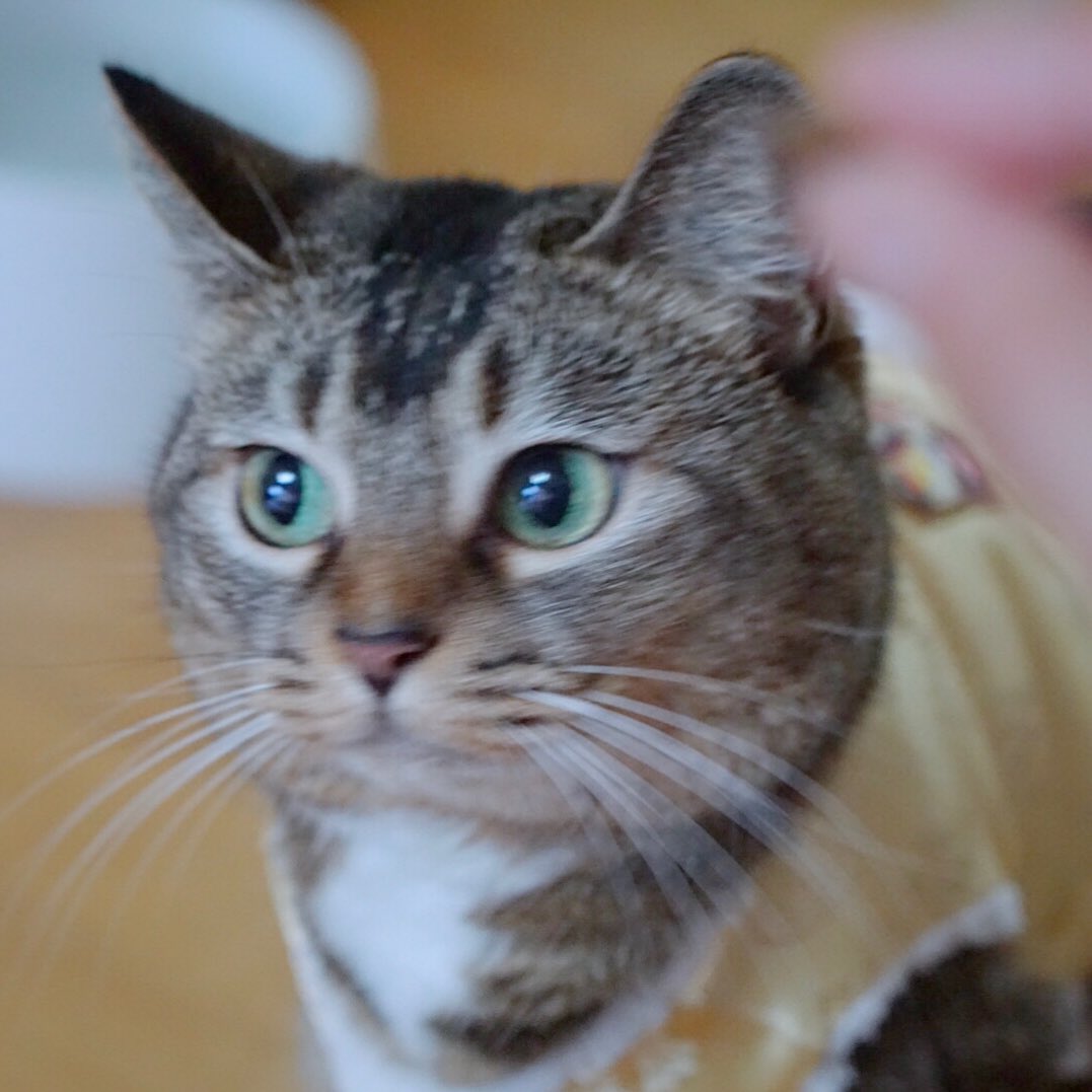 어떤 고양이는 환생을 합니다