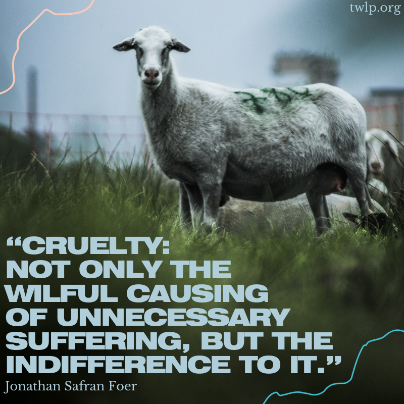 twlp_org's tweet photo. Indifference is violence.

#activism #activist #vegans #health #govegan #veganlife #community #veganism #environmental #environmentalactivism #app #environment #repost #animalliberation #veganism #nature #veganactivism #AppLaunch  #sheep #goats https://t.co/GIuRAahfxd