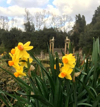 UffiziGalleries's tweet photo. La fioritura dei narcisi nel #GiardinodiBoboli annuncia l'arrivo della #primavera! Il #narciso, generalmente di colore bianco o giallo, può avere profumo intenso. Gli antichi Greci gli attribuivano proprietà narcotiche (da “νάρκη”, “sopore ”). #Spring #UffiziGardening https://t.co/cyxDI3AAEM