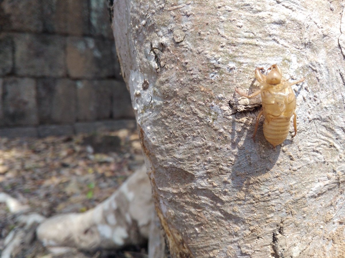 Saw this kind of bee skeleton this morning