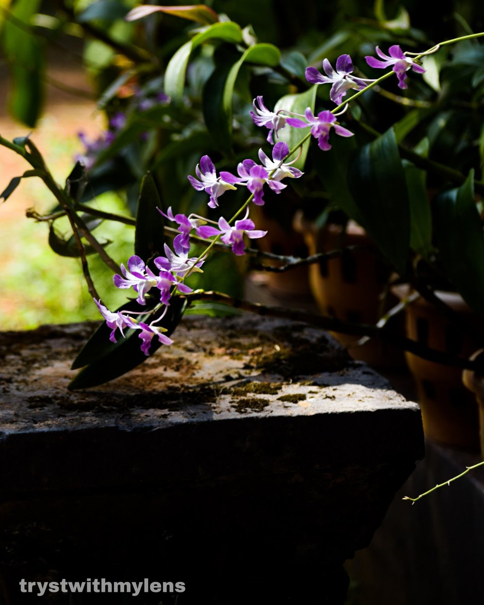 trystwithmylens's tweet photo. While all the surroundings were green, she was blooming in purple🌸
. 
Comment your views:
. 
#nikond3300 #nikonindiaofficial #nature #naturephotography #photographers #indianphotography  #flowers #instagramindia #instagram
https://t.co/NY0CcOu8ph https://t.co/RoCrPTbMD2