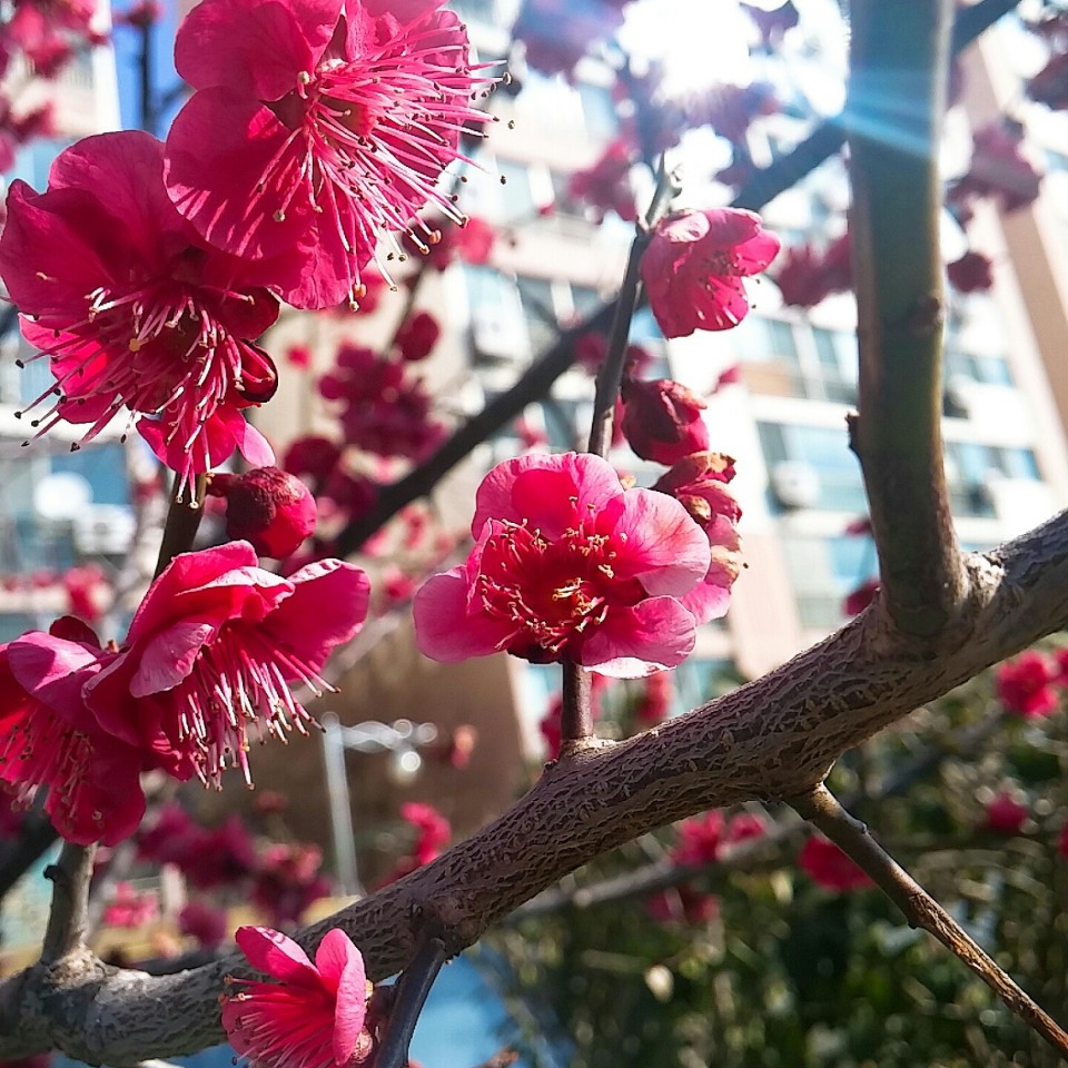 봄이 오는 길목에
오는 봄 맞으러 길 나선다