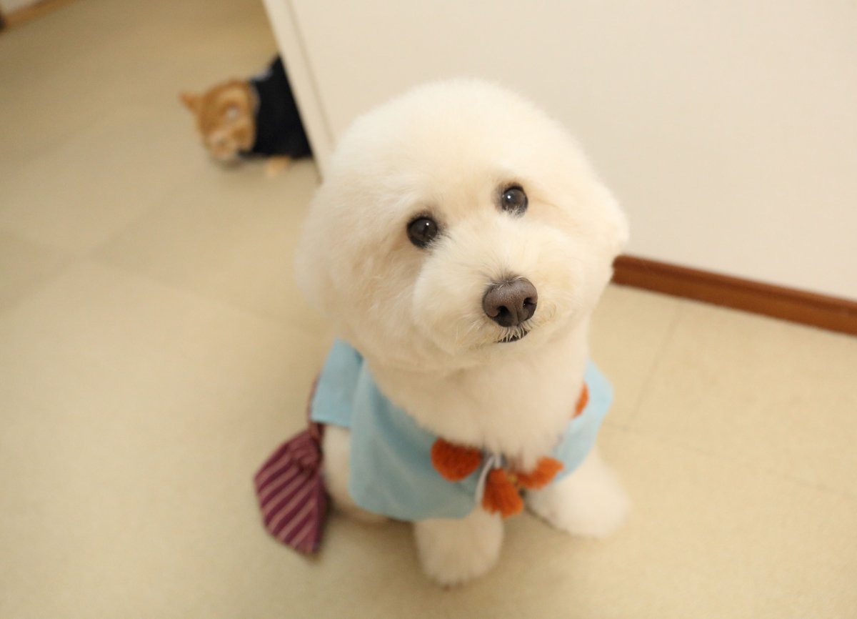 ぼんファミリー Bonpoo Twitter
