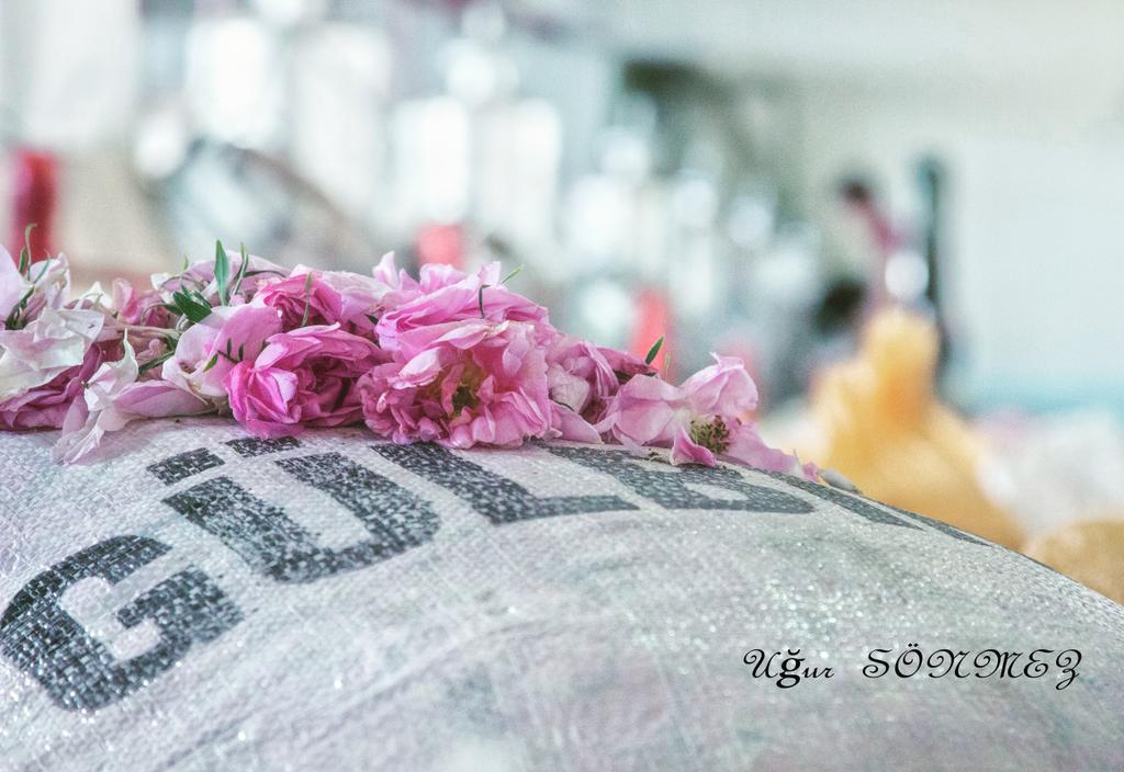sonmezu's tweet photo. #lsparta Gül Hasadı
Kıllç Köyü Keçiborlu Haziran 2019 
#Gülbirlik #Gülyağı Fabrikasi 
#gül #gülfestivali #rosefest 
#ispartagülü #rose #lspartaguide 
#Sonmezu #belgesel  #roseoil 
#Documentary #followers 
#roses #Trave #travelphotography 
#Turkey #tourism #Turkeyguide #Travel https://t.co/EzWPohzS7W