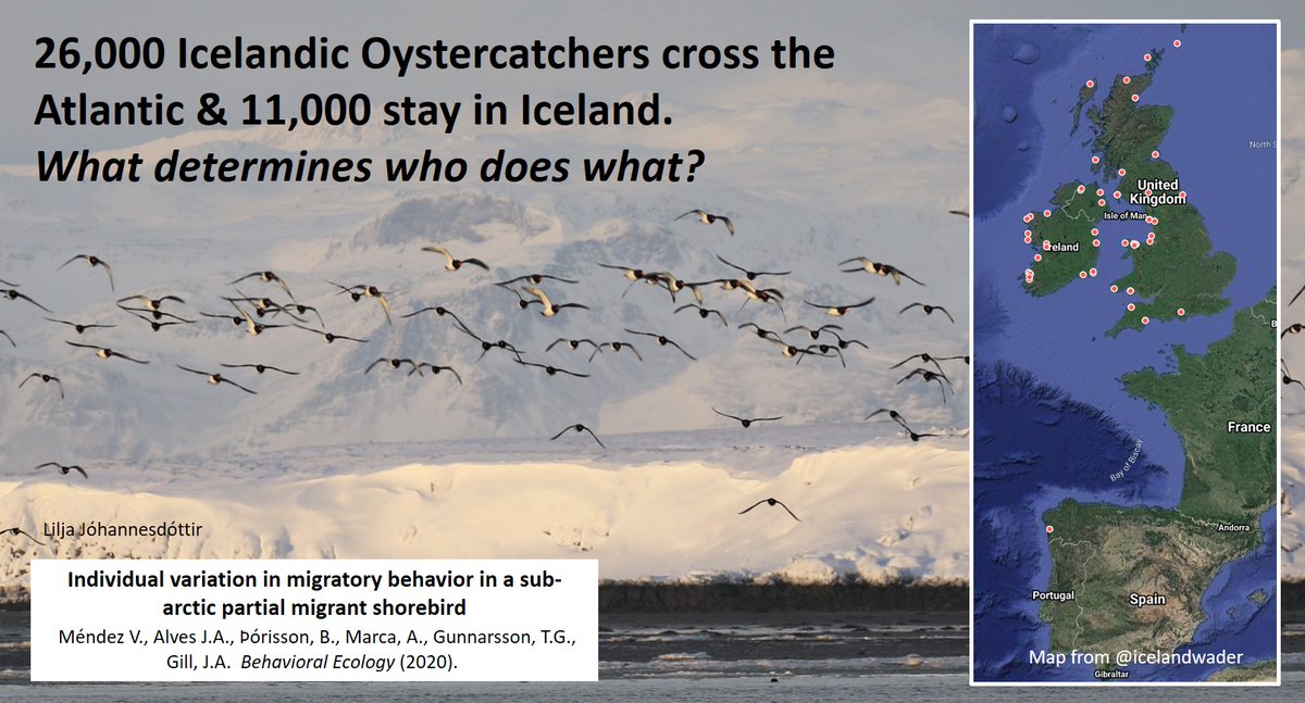 'To migrate or not to migrate?', that is the question. Colour-rings and isotopes reveal fascinating answers, in new #Oystercatcher paper summarised here: wadertales.wordpress.com/2020/02/21/whi… #migration #phenology #ornithology #birdringing #waders #shorebirds