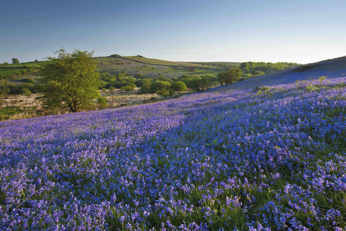 VisitDevon's tweet photo. Have you explored #Dartmoor recently? It's beautiful at any time of year but we are especially looking forward to spring when all the wild flowers pop into bloom
https://t.co/JwWodjwL98
#spring #flowers #visitdevon #lovedevon #holwelllawn https://t.co/Pi39s9wTFu