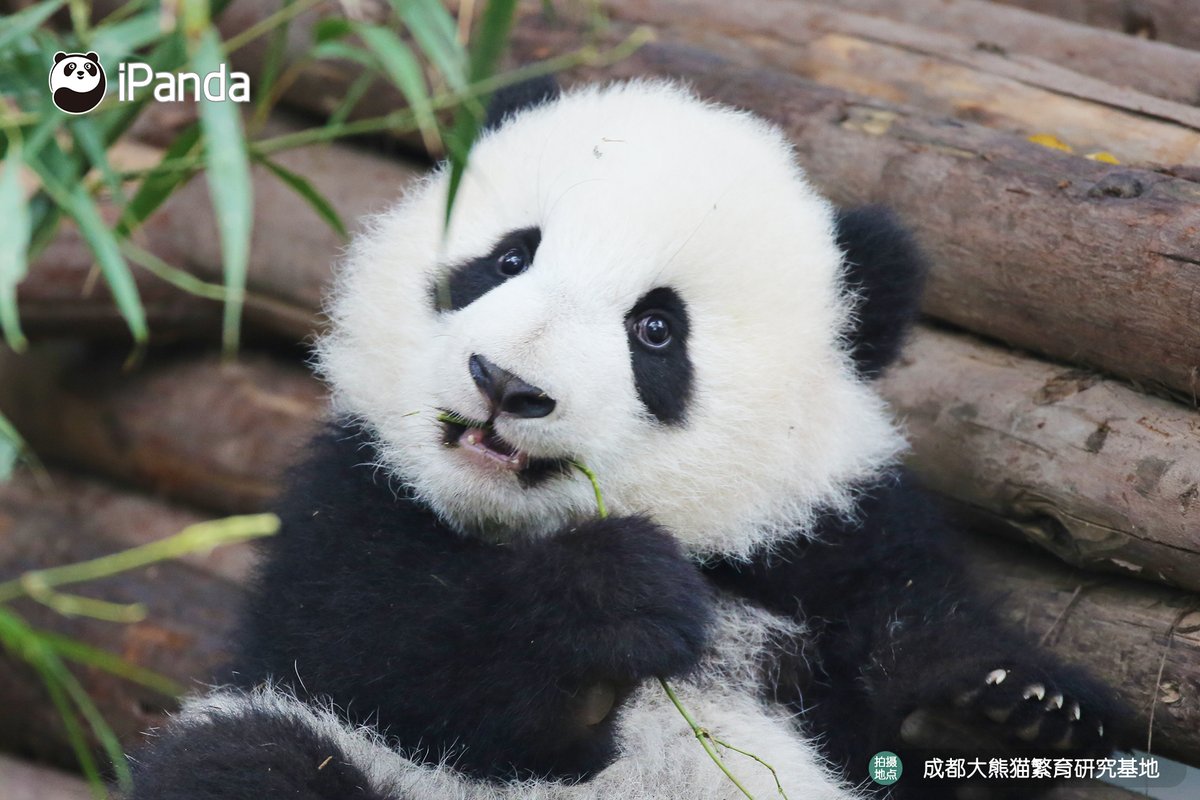 ipandacom's tweet photo. The best portrait I've ever seen! Hello, dear Meng Yu!
不要叫醒我，我心甘情願沉迷於這美顏無法自拔！ （萌五）

#panda #giantpanda #animal #China #travel #ipanda #cute #Sichuan #animalphotography https://t.co/IhPdQDZIew