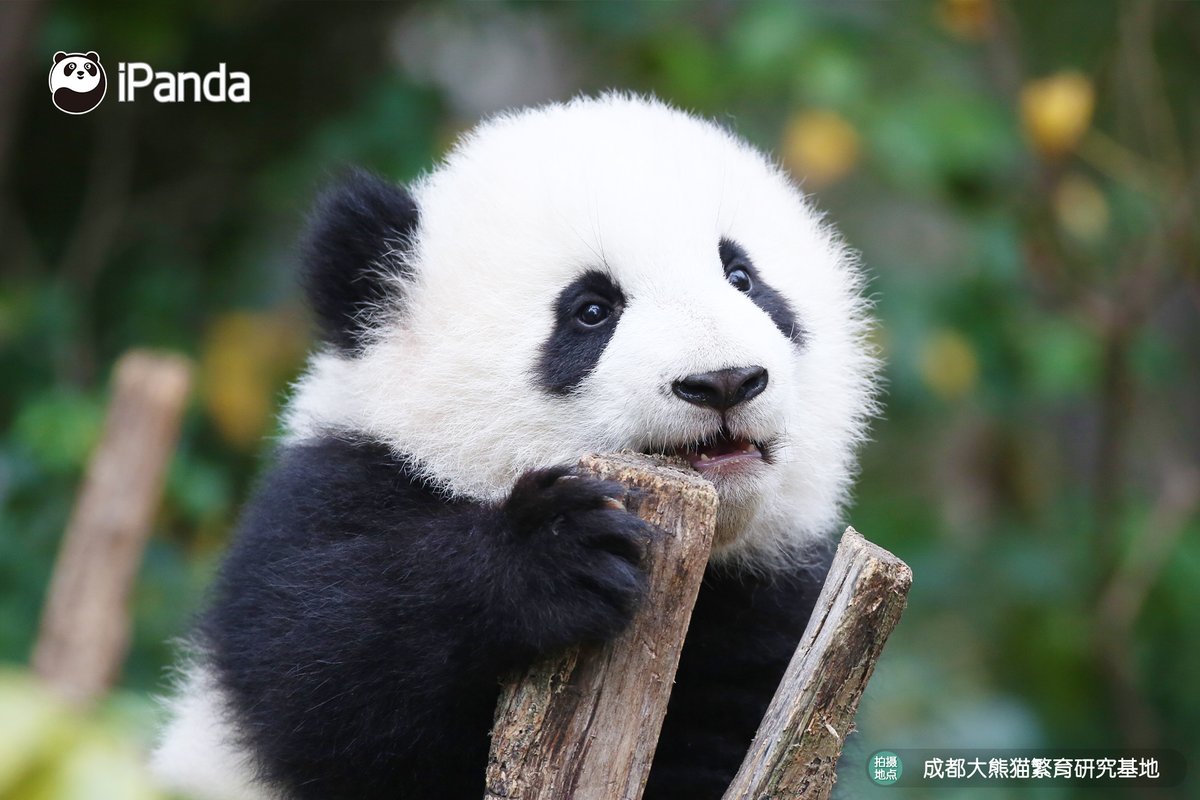 ipandacom's tweet photo. The best portrait I've ever seen! Hello, dear Meng Yu!
不要叫醒我，我心甘情願沉迷於這美顏無法自拔！ （萌五）

#panda #giantpanda #animal #China #travel #ipanda #cute #Sichuan #animalphotography https://t.co/IhPdQDZIew