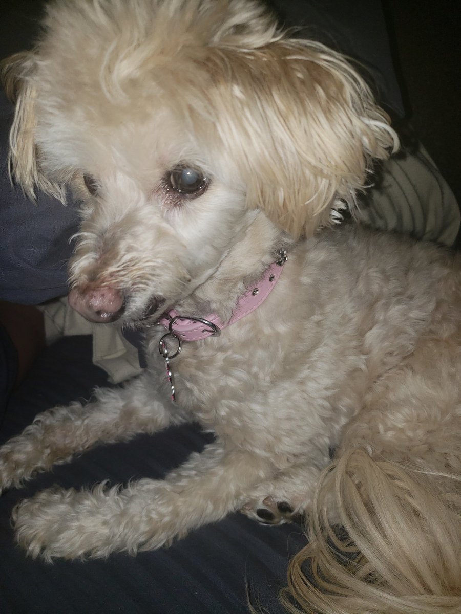 Keminkler's tweet photo. Wow someone needs a hair cut but she always looks "Mo"velous to me ๐คฉ๐โคโคโค She can still rock some bling at 15 years young #QueenSimone #Mo #OldBitty #myHeart https://t.co/v2LxD6gPdJ
