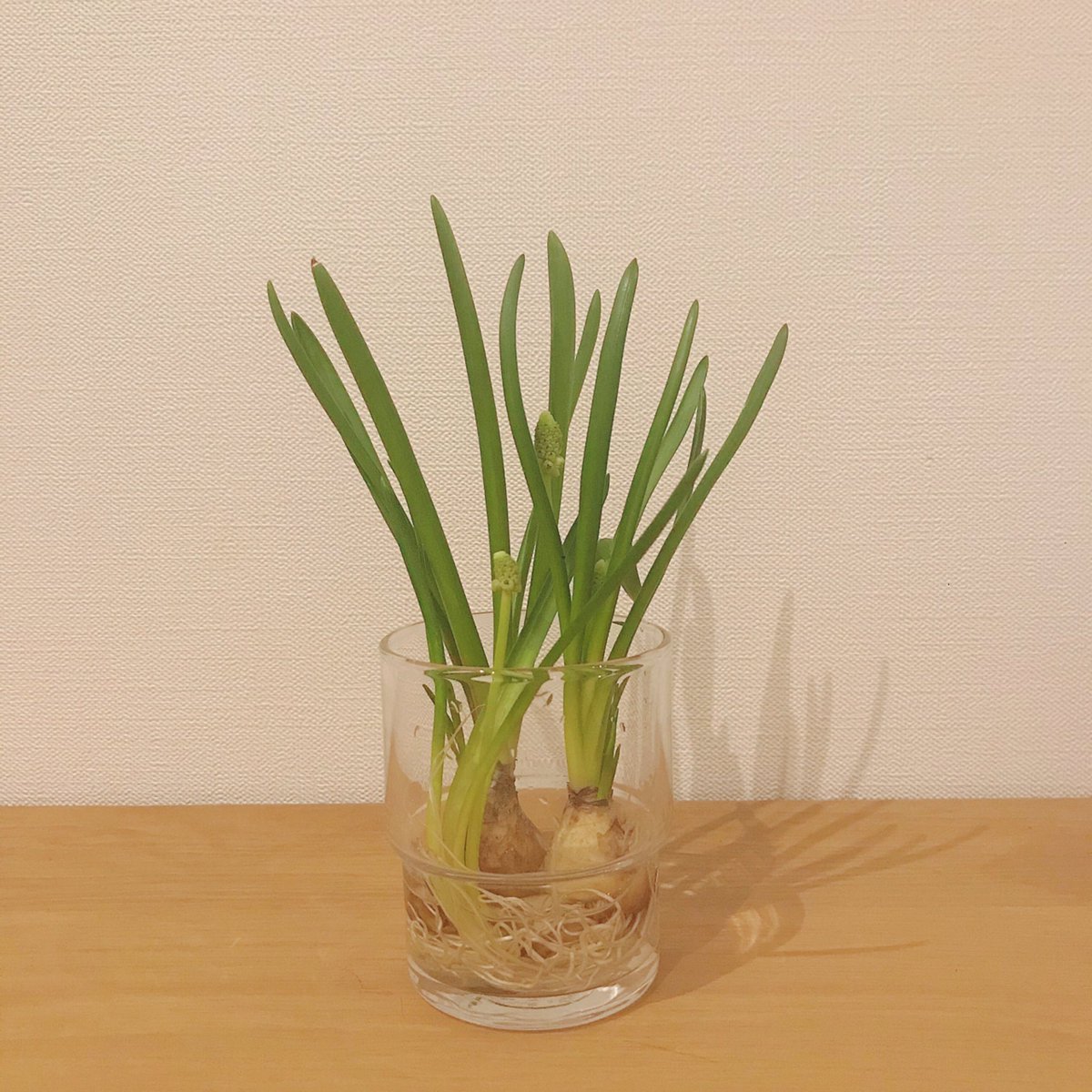 わわ この間の紫のムスカリはお花が終わってしまったので また息子に選んでもらって球根つきを買ってきた まだ蕾のかたい白い ムスカリと 小さい原種のチューリップ かわいいなあ わわ この間の紫のムスカリはお花が終わってしまったので また息子に選んでもらって球根つきを買ってきた まだ蕾のかたい白い ムスカリと 小さい原種のチューリップ かわいいなあ