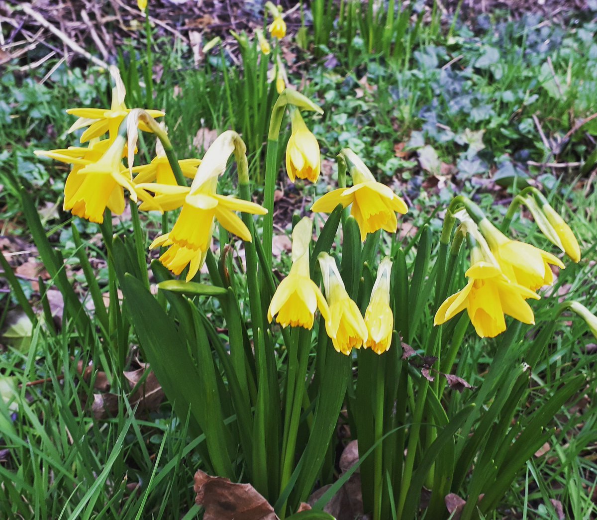 First signs of Spring at Mount Noddy