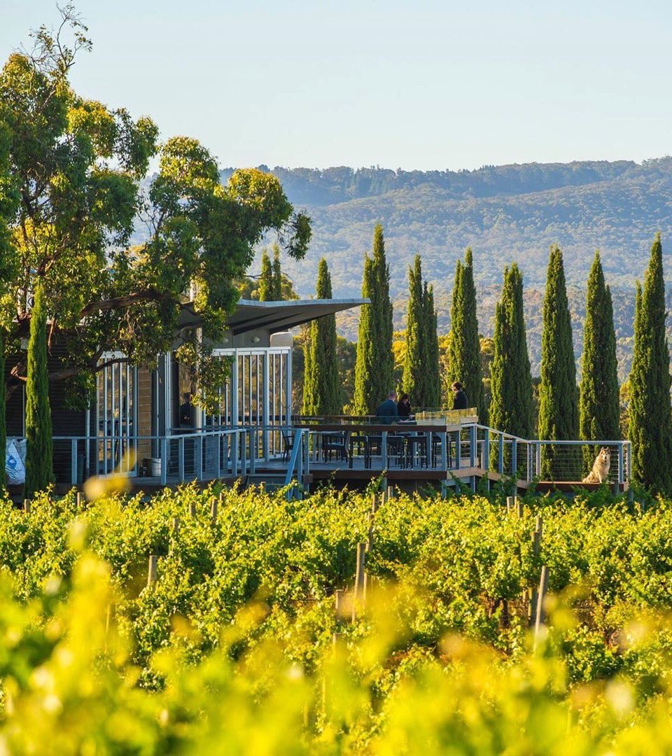 Helen@visitadelaidehills.com.su tweet media