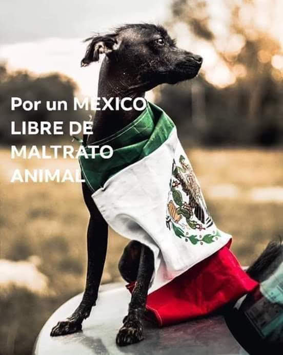Santa Gomez 🇲🇽🇯🇴 MÉXICO PRIMERO Y LA 4T! tweet media