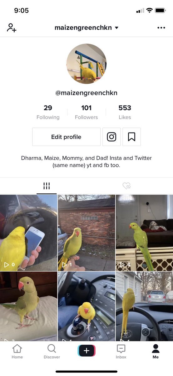 maizengreenchkn's tweet photo. Chickens didn’t think people loved us so much! If you haven’t already come join our tiktok family! We <3 u! https://t.co/u3JPiXv9GD