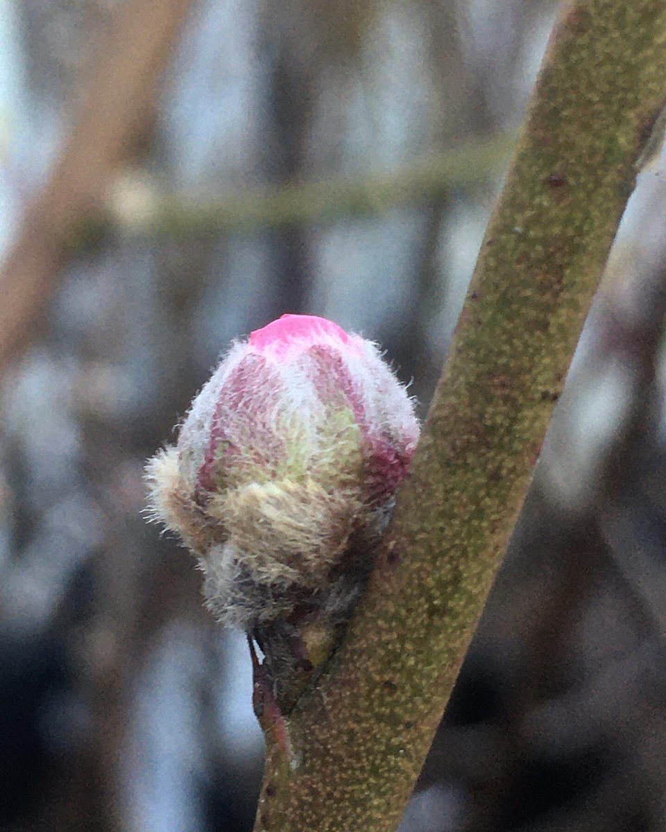 botanyscholar's tweet photo. Do you see what I see? Peach tree buds cracking color! Loving the 2020 fruit tree stock! ๐๐ #springcountdown #springtimefeeling #springtimevibes #whatsgrowing #peachtree #botanyscholar #prunuspersica #rosaceae #newjersey #morriscountynj https://t.co/BzCi7IfdUN