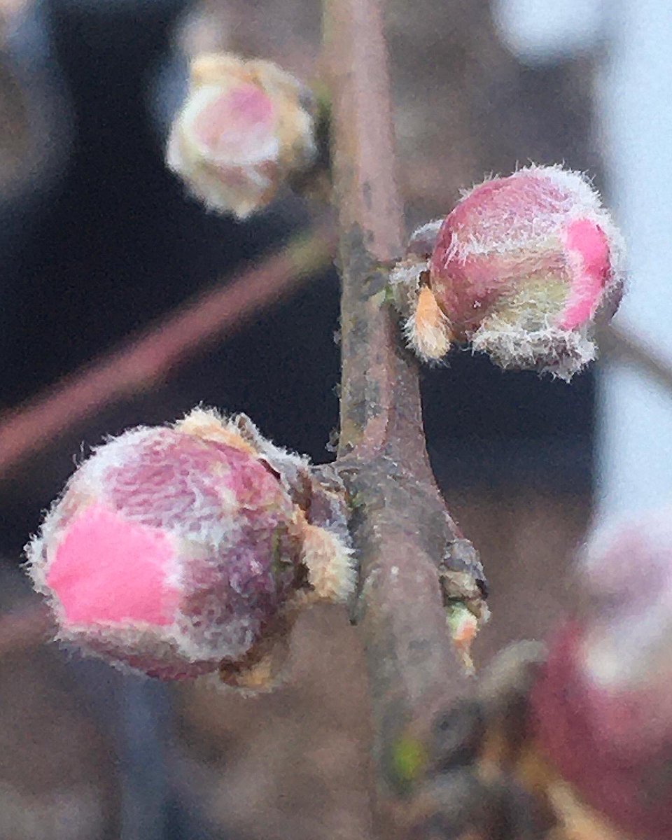 botanyscholar's tweet photo. Do you see what I see? Peach tree buds cracking color! Loving the 2020 fruit tree stock! ๐๐ #springcountdown #springtimefeeling #springtimevibes #whatsgrowing #peachtree #botanyscholar #prunuspersica #rosaceae #newjersey #morriscountynj https://t.co/BzCi7IfdUN