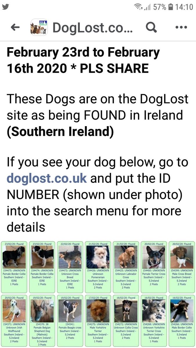 ApsoMollie1's tweet photo. Does anyone recognise any of the found pups🤔🤔 https://t.co/tFZD3Hvftj